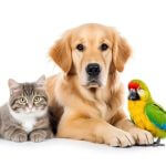 Golden Retriever with kitten and Parrot